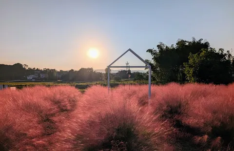 夕日と花穂の風景