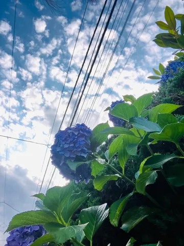 青い紫陽花と電線、空のコントラスト
