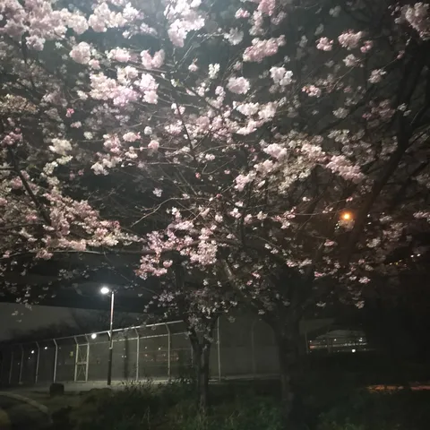 夜桜と灯りの静けさ