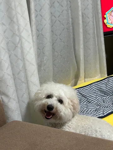 ふわふわ犬のほっこり時間