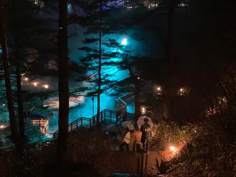 夜の森、対照的な光の道筋