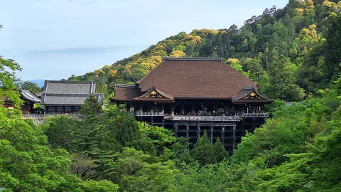 新緑に浮かぶ木の舞台