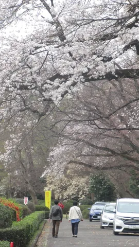 桜並木とお散歩日和
