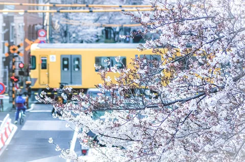 桜ごしに、黄色い電車がひょっこり