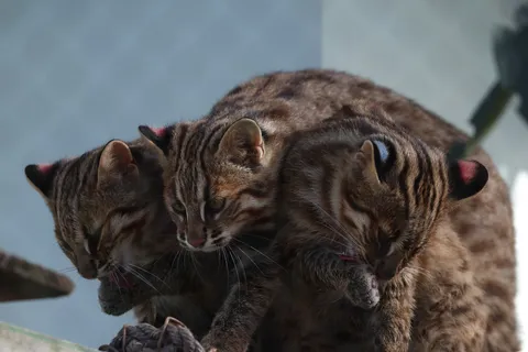 三つ巴の子猫の協奏