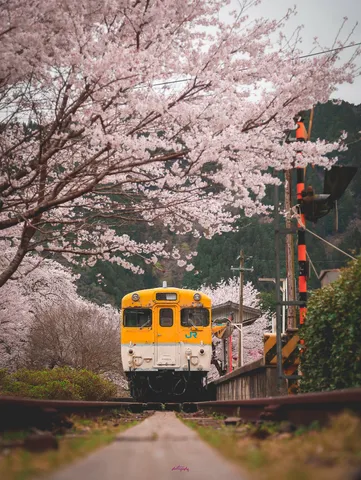 桜と列車の、まさかの邂逅