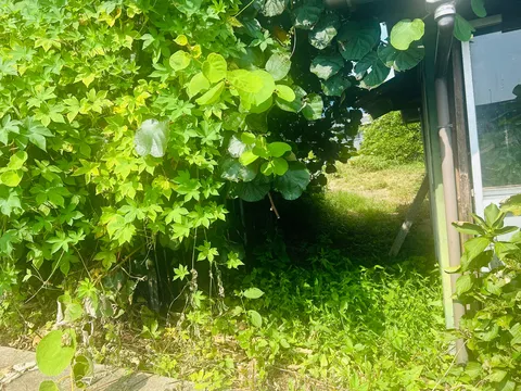 緑陰の小道、秘密基地のような趣