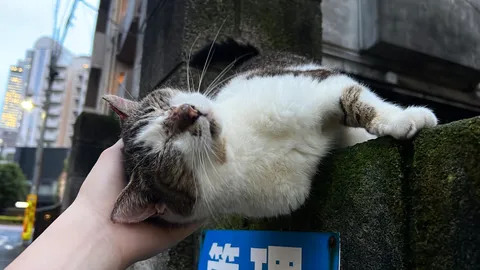 猫様、塀の上でお寛ぎ中