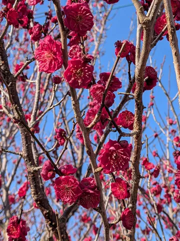 春の訪れ、鮮やかな紅梅　空を彩る。