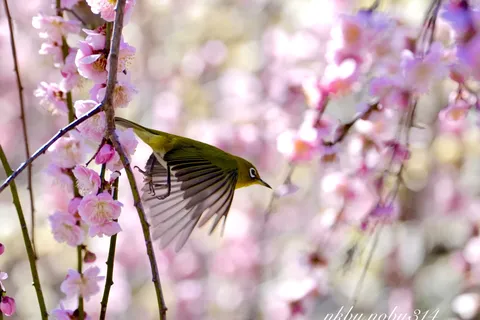 春告鳥、桜舞う