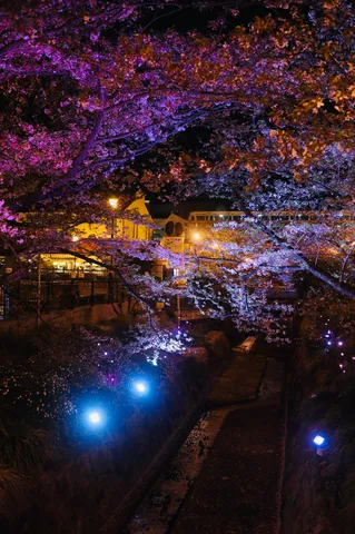 宵闇に浮かぶ、夢幻の桜