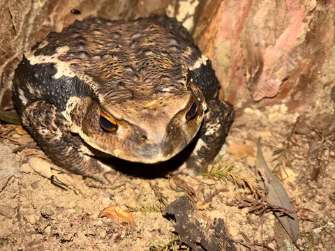 暗闇に光る！カエルの宝石