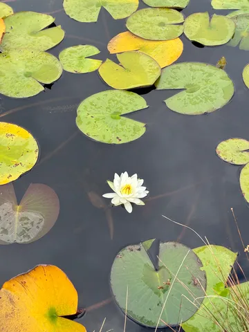 水面の白い花と睡蓮の群れ