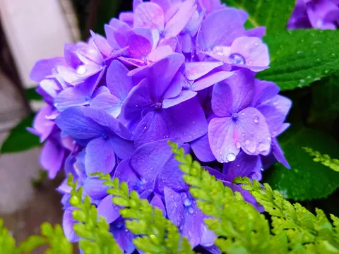 雨粒きらめく紫陽花