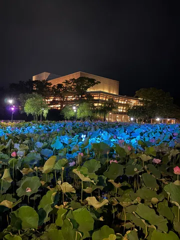 夜の蓮池に浮かぶ幻想的な光