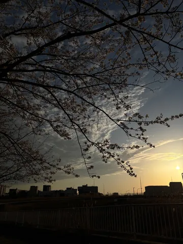 春宵の街並みと桜並木