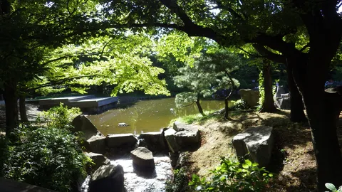 木漏れ日の幻想的な水辺