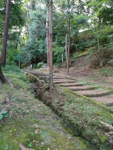 森の階段と苔の小さな水路