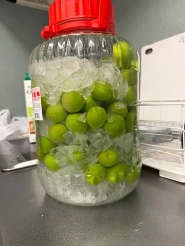 梅仕事、氷とのコントラスト