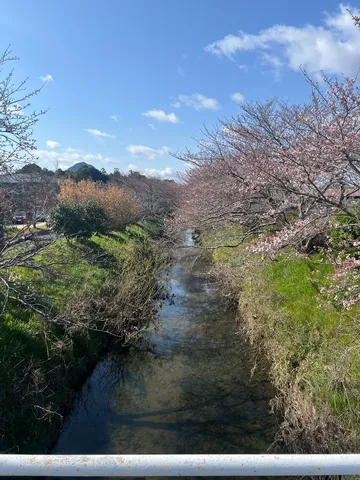 春告げる川辺の桜並木