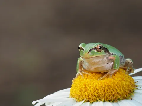 花の上でのんびり緑の友