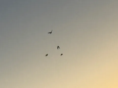 夕空を滑る小さな影