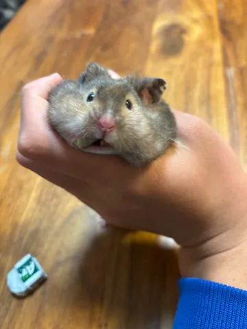 頬袋いっぱいのご挨拶