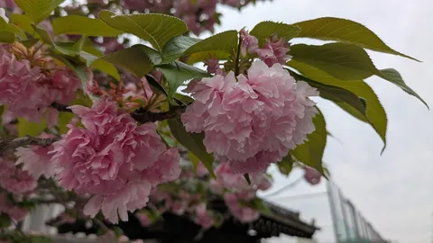 八重桜の優しい彩り