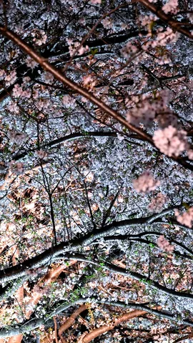 夜桜が咲き乱れる森