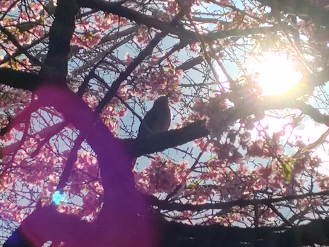 春の陽光と桜、小鳥のさえずり