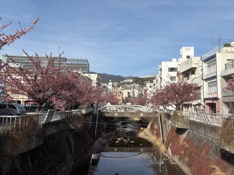 川沿いに咲く桜、春の訪れ