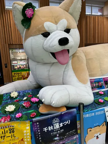 柴犬と蓮の夏の訪れ