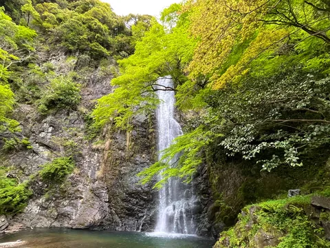 新緑輝く渓谷の清流
