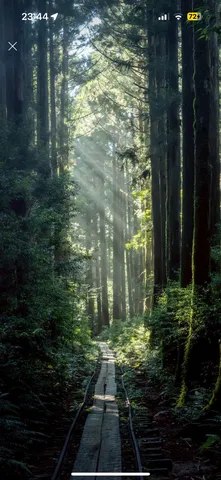 木漏れ日の森、神秘の小径