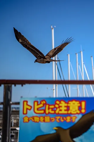 空飛ぶトビに要注意！