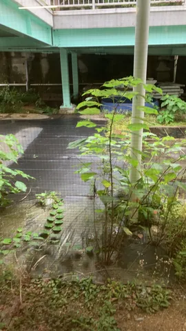 雨上がりの静寂、緑の囁き