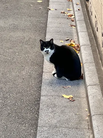 道端のクールなモノクロ猫
