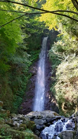 緑深き森の落水