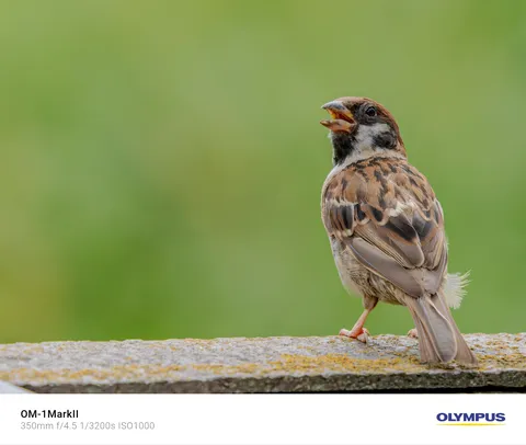 鳴き声が運ぶ春の空気