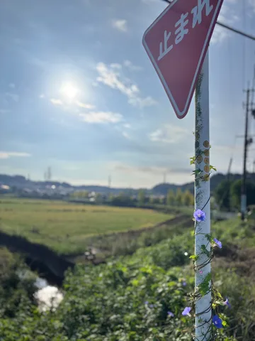 田園に絡む光と花の瞬間