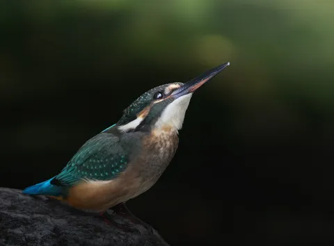 自然の宝石、キングフィッシャー