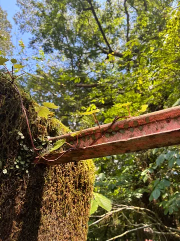 苔と蔦が紡ぐ夏の風景