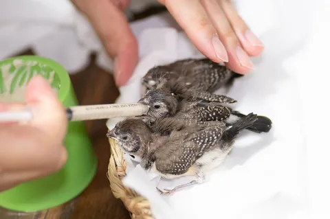 ひな鳥のご飯タイム！