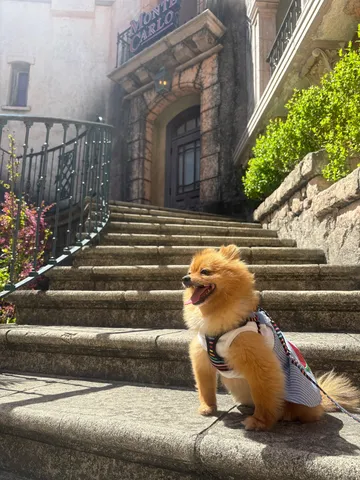 階段に現れた小さな旅人