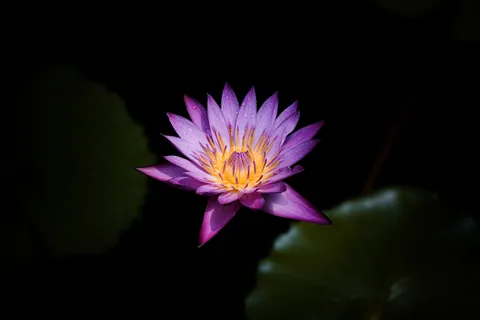 暗闇に咲く、紫の睡蓮