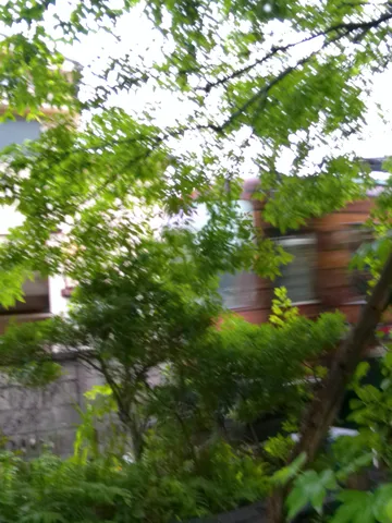 森を疾走