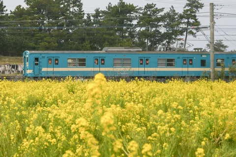 菜の花と青い電車の春