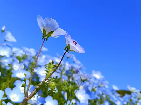 空へ伸ぶ白花の静寂