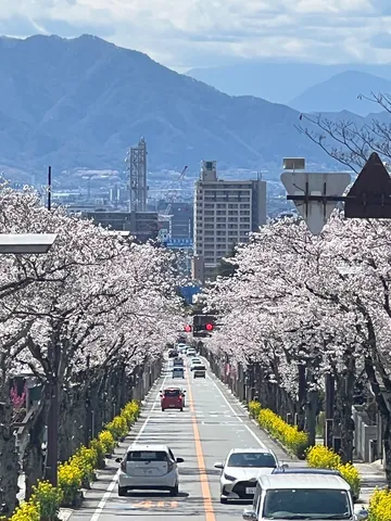 満開の桜と街の静かな対比
