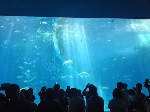 巨大水槽の光と影